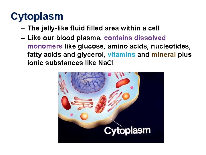 Cytoplasm – The jelly-like fluid filled area within a cell – Like our blood