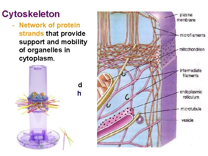 Cytoskeleton - Network of protein strands that provide support and mobility of organelles in