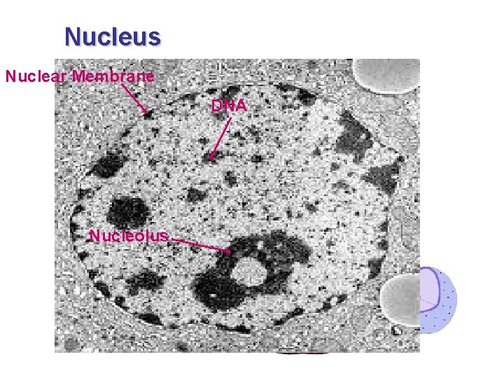 Nucleus – Only in Eukaryotic cells. Nuclear Membrane – *Stores hereditary information DNA (DNA).