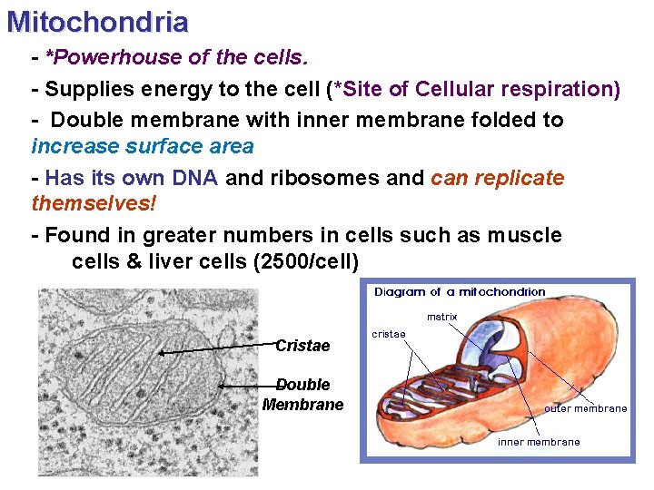 Mitochondria - *Powerhouse of the cells. - Supplies energy to the cell (*Site of