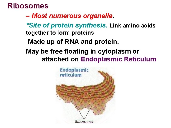 Ribosomes – Most numerous organelle. *Site of protein synthesis. Link amino acids together to