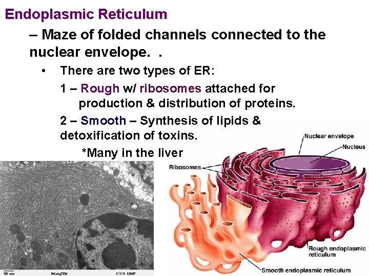 Endoplasmic Reticulum – Maze of folded channels connected to the nuclear envelope. . •