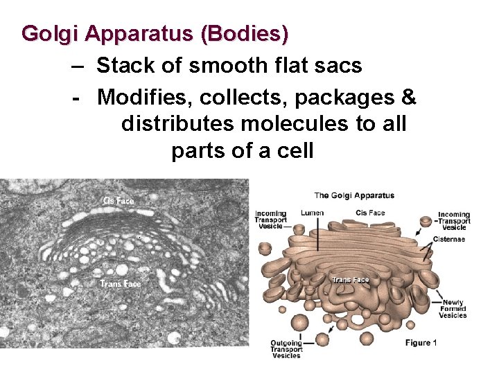 Golgi Apparatus (Bodies) – Stack of smooth flat sacs - Modifies, collects, packages &