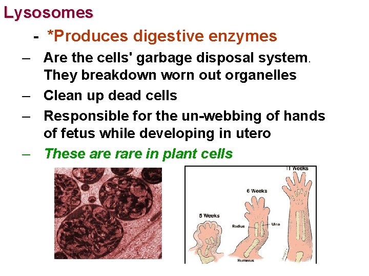 Lysosomes - *Produces digestive enzymes – Are the cells' garbage disposal system. They breakdown