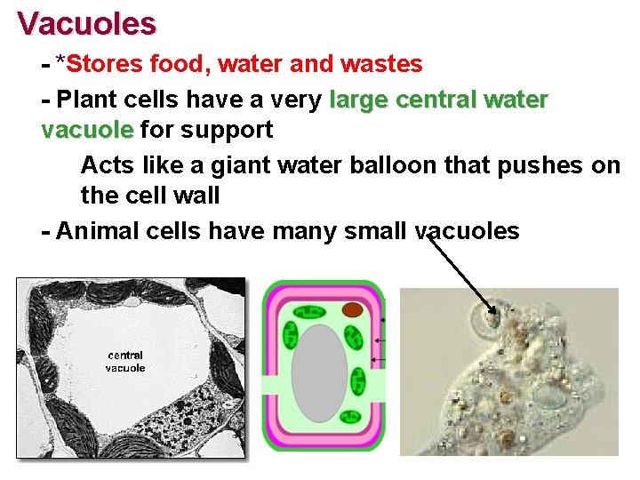 Vacuoles - *Stores food, water and wastes - Plant cells have a very large