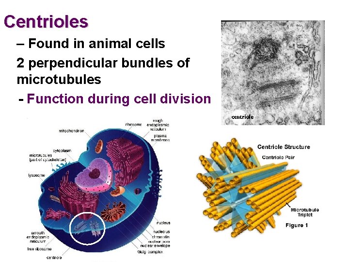 Centrioles – Found in animal cells 2 perpendicular bundles of microtubules - Function during