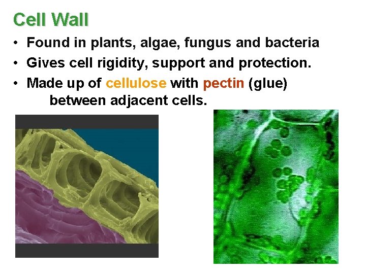 Cell Wall • Found in plants, algae, fungus and bacteria • Gives cell rigidity,