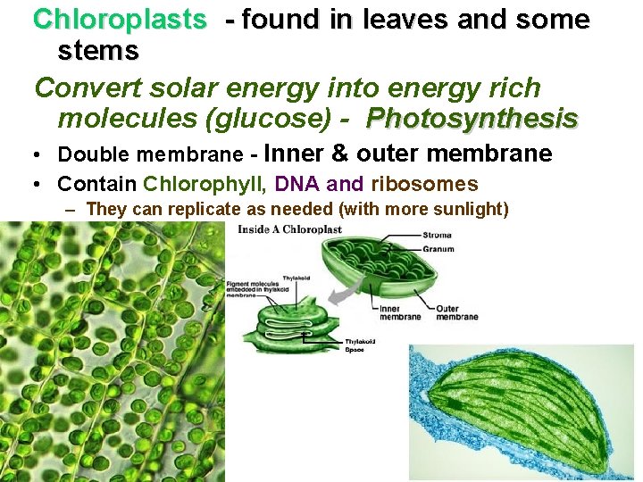 Chloroplasts - found in leaves and some stems Convert solar energy into energy rich