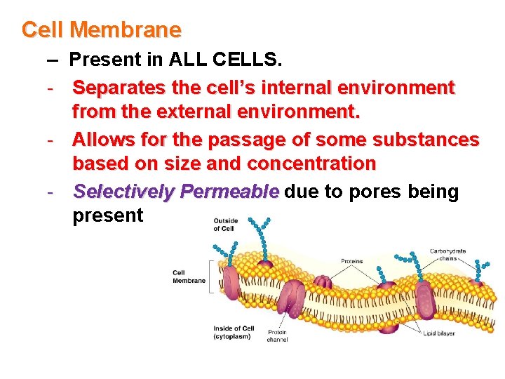 Cell Membrane – Present in ALL CELLS. - Separates the cell’s internal environment from