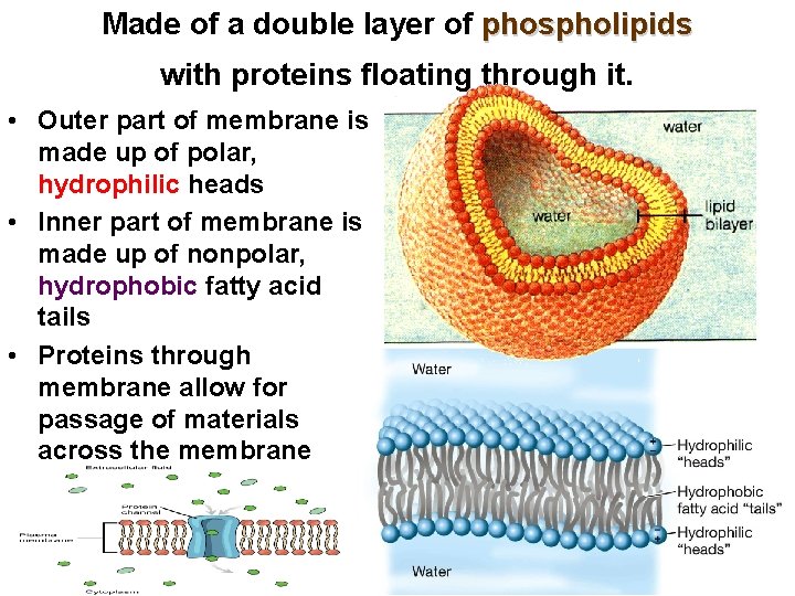 Made of a double layer of phospholipids with proteins floating through it. • Outer