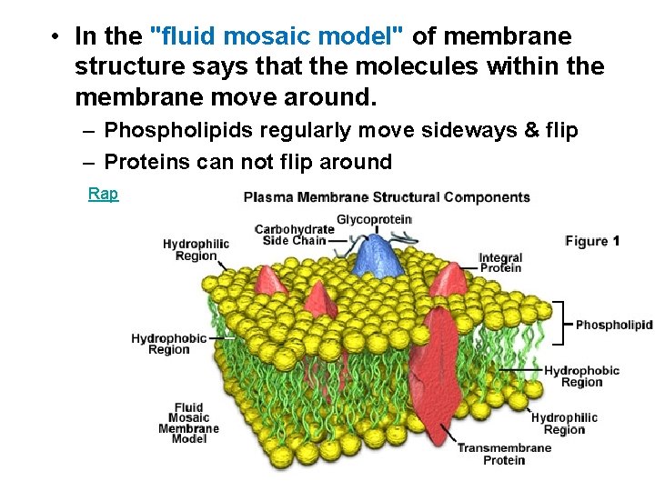  • In the "fluid mosaic model" of membrane structure says that the molecules