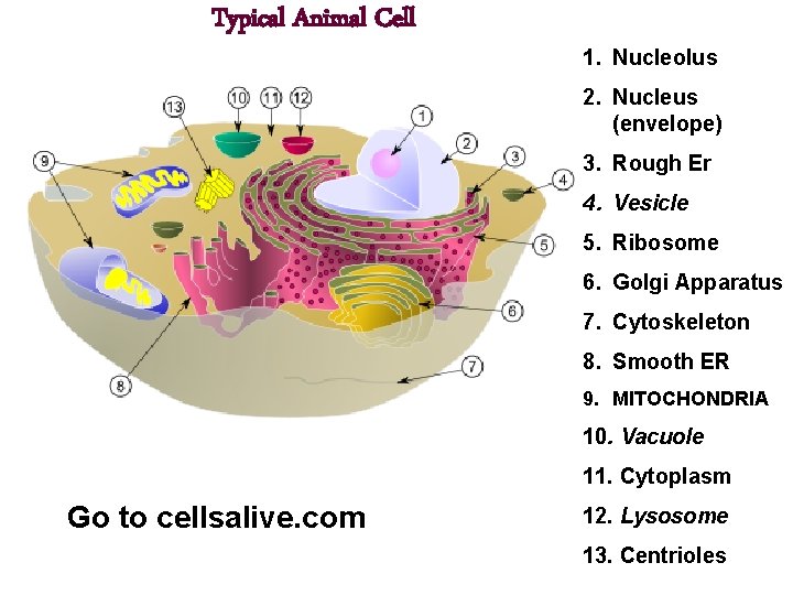 Typical Animal Cell 1. Nucleolus 2. Nucleus (envelope) 3. Rough Er 4. Vesicle 5.