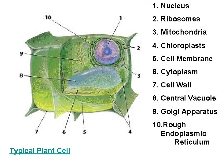 1. Nucleus 2. Ribosomes 3. Mitochondria 4. Chloroplasts 5. Cell Membrane 6. Cytoplasm 7.