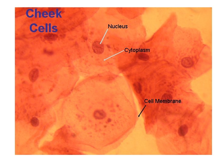 Cheek Cells Nucleus Cytoplasm Cell Membrane 