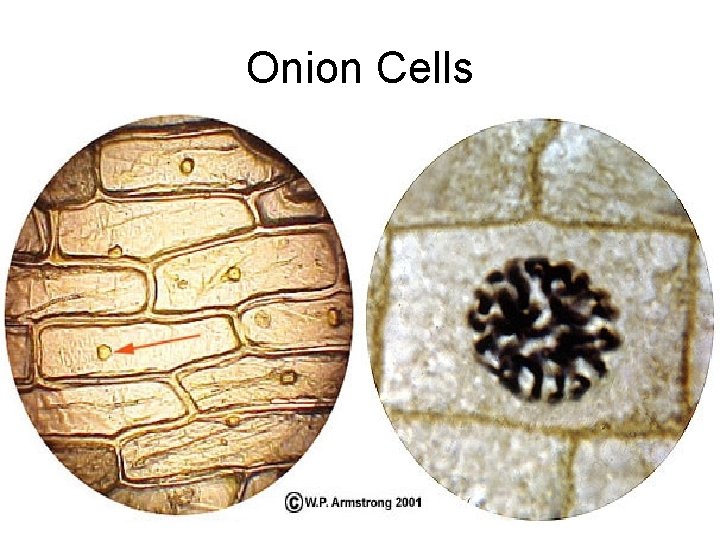 Onion Cells 