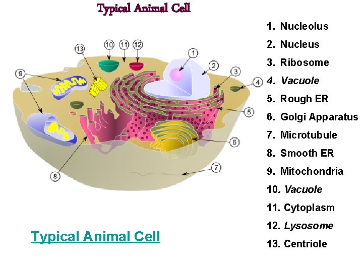 Typical Animal Cell 1. Nucleolus 2. Nucleus 3. Ribosome 4. Vacuole 5. Rough ER
