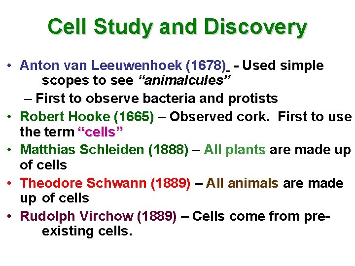 Cell Study and Discovery • Anton van Leeuwenhoek (1678) - Used simple scopes to