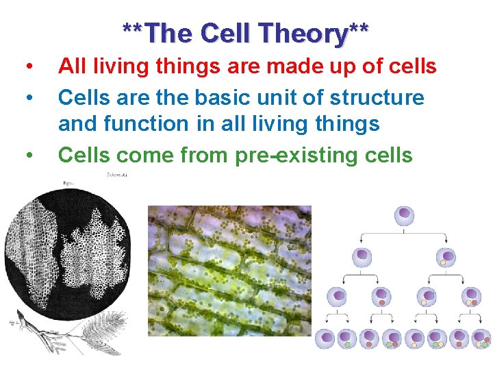**The Cell Theory** • • • All living things are made up of cells