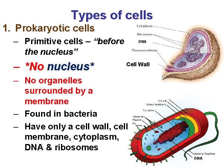 Types of cells 1. Prokaryotic cells – Primitive cells – “before the nucleus” –