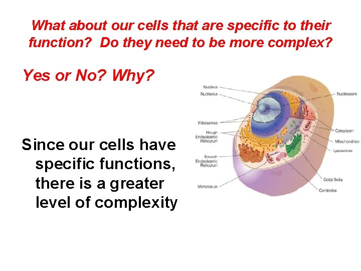 What about our cells that are specific to their function? Do they need to