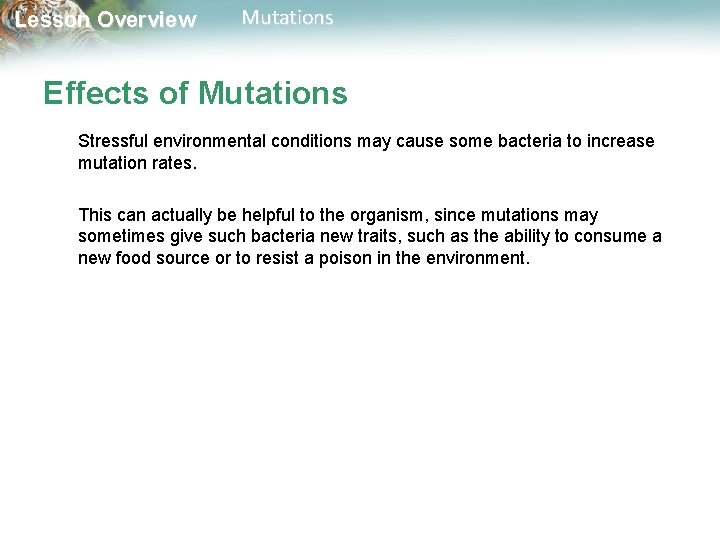 Lesson Overview Mutations Effects of Mutations Stressful environmental conditions may cause some bacteria to