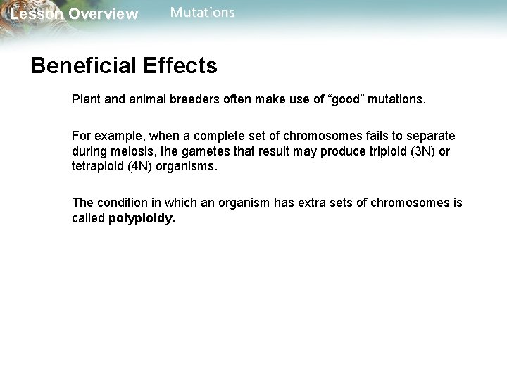 Lesson Overview Mutations Beneficial Effects Plant and animal breeders often make use of “good”