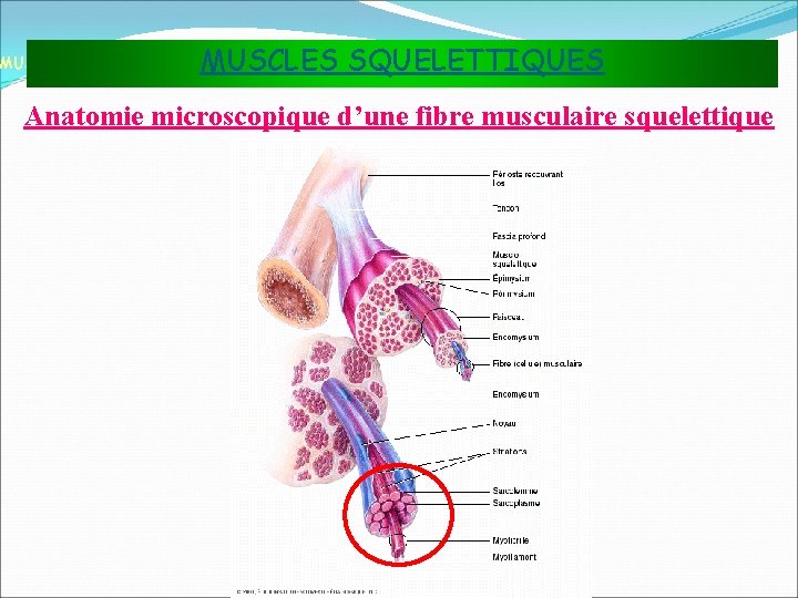 MUSCLES SQUELETTIQUES MUSCLES ET TISSU MUSCULAIRE Anatomie microscopique d’une fibre musculaire squelettique 