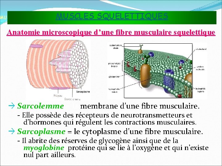 MUSCLES SQUELETTIQUES MUSCLES ET TISSU MUSCULAIRE Anatomie microscopique d’une fibre musculaire squelettique Sarcolemme =
