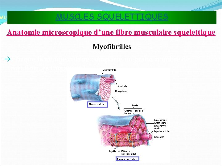 MUSCLES SQUELETTIQUES MUSCLES ET TISSU MUSCULAIRE Anatomie microscopique d’une fibre musculaire squelettique Myofibrilles Chaque