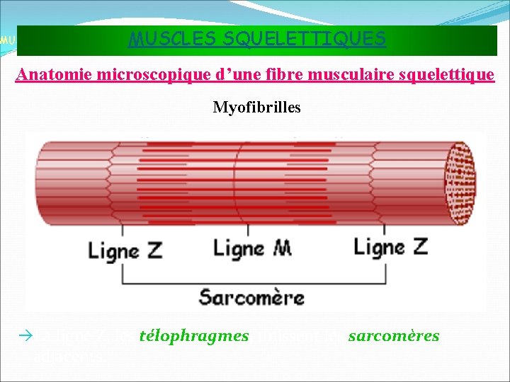 MUSCLES SQUELETTIQUES MUSCLES ET TISSU MUSCULAIRE Anatomie microscopique d’une fibre musculaire squelettique Myofibrilles La