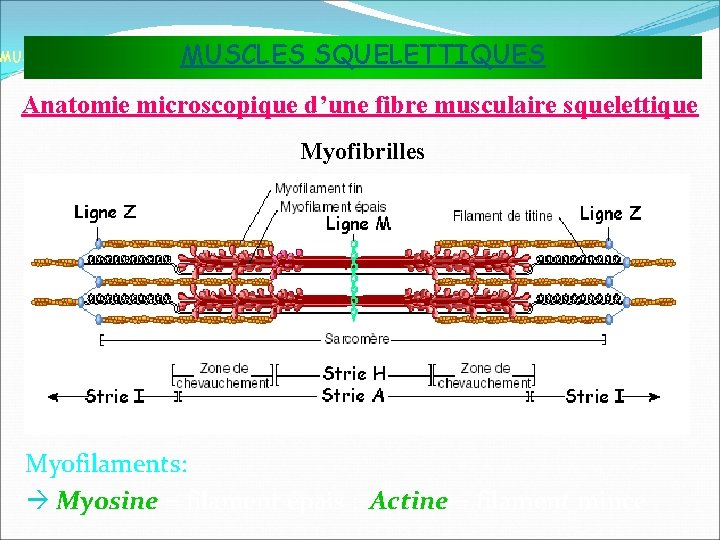 MUSCLES SQUELETTIQUES MUSCLES ET TISSU MUSCULAIRE Anatomie microscopique d’une fibre musculaire squelettique Myofibrilles Myofilaments: