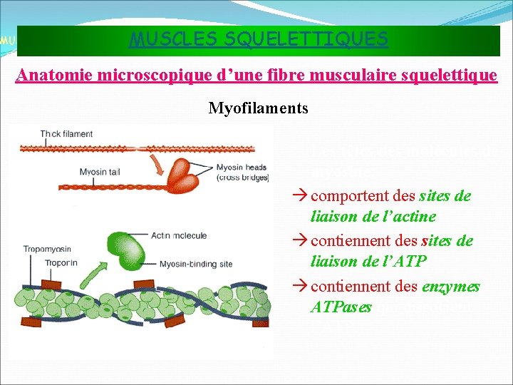 MUSCLES SQUELETTIQUES MUSCLES ET TISSU MUSCULAIRE Anatomie microscopique d’une fibre musculaire squelettique Myofilaments Les