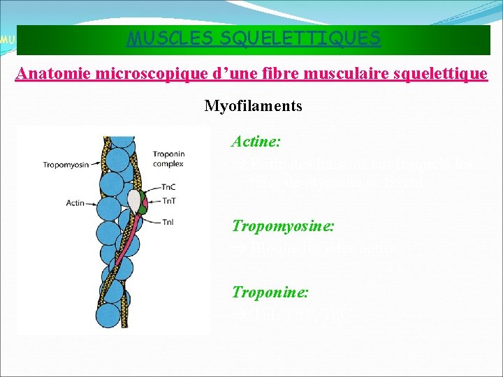 MUSCLES SQUELETTIQUES MUSCLES ET TISSU MUSCULAIRE Anatomie microscopique d’une fibre musculaire squelettique Myofilaments Actine: