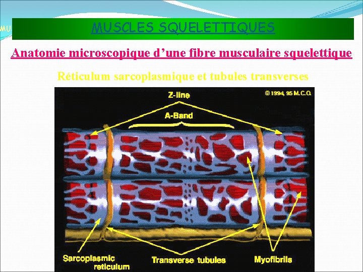 MUSCLES SQUELETTIQUES MUSCLES ET TISSU MUSCULAIRE Anatomie microscopique d’une fibre musculaire squelettique Réticulum sarcoplasmique