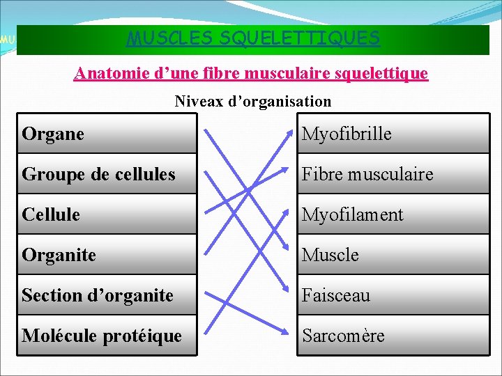 MUSCLES SQUELETTIQUES MUSCLES ET TISSU MUSCULAIRE Anatomie d’une fibre musculaire squelettique Niveax d’organisation Organe