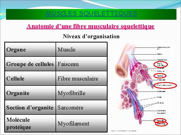 MUSCLES SQUELETTIQUES MUSCLES ET TISSU MUSCULAIRE Anatomie d’une fibre musculaire squelettique Niveax d’organisation Organe