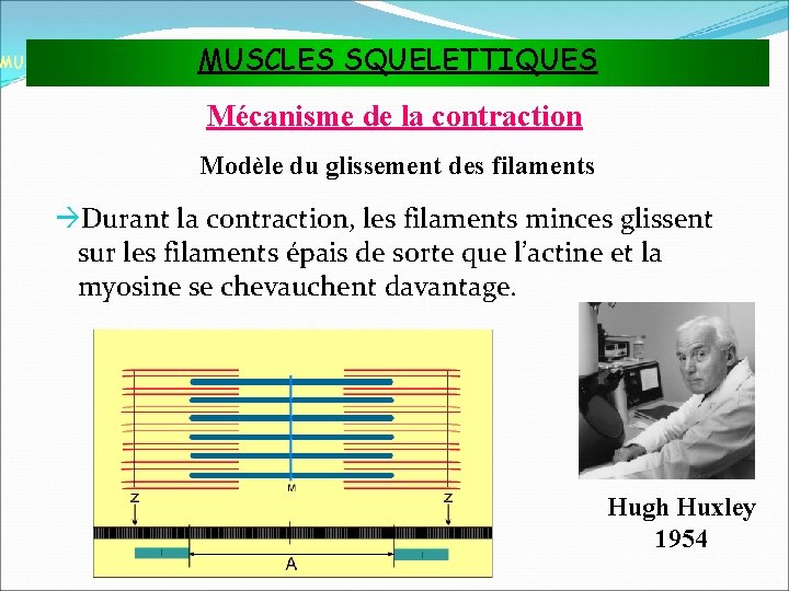 MUSCLES SQUELETTIQUES MUSCLES ET TISSU MUSCULAIRE Mécanisme de la contraction Modèle du glissement des