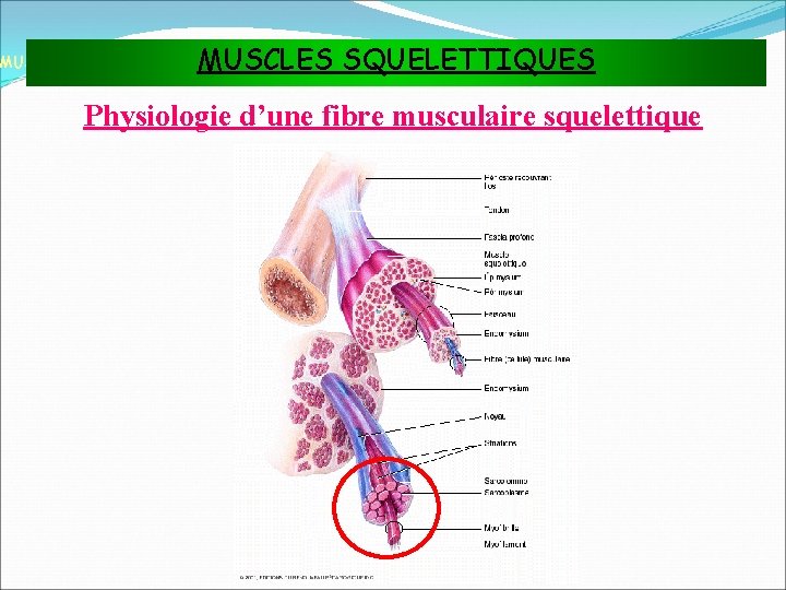 MUSCLES SQUELETTIQUES MUSCLES ET TISSU MUSCULAIRE Physiologie d’une fibre musculaire squelettique 