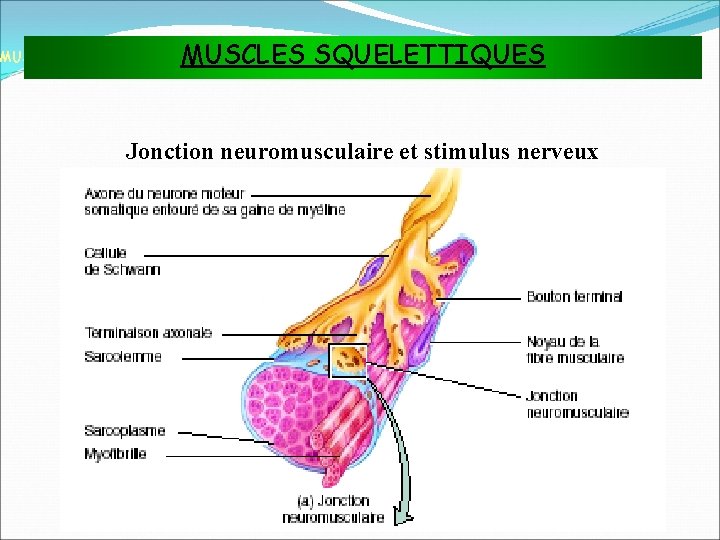 MUSCLES SQUELETTIQUES MUSCLES ET TISSU MUSCULAIRE Jonction neuromusculaire et stimulus nerveux 