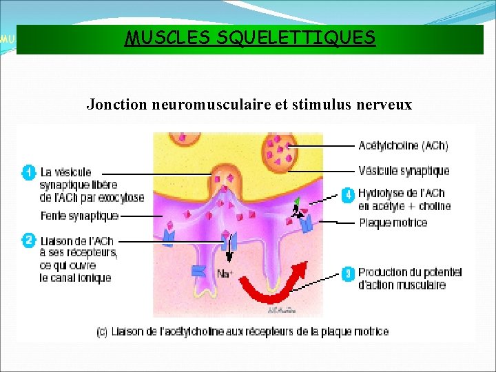 MUSCLES SQUELETTIQUES MUSCLES ET TISSU MUSCULAIRE Jonction neuromusculaire et stimulus nerveux 
