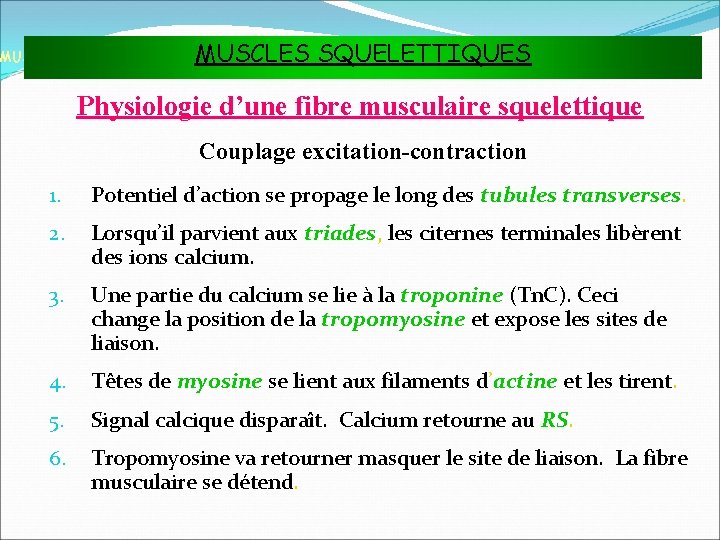 MUSCLES SQUELETTIQUES MUSCLES ET TISSU MUSCULAIRE Physiologie d’une fibre musculaire squelettique Couplage excitation-contraction 1.