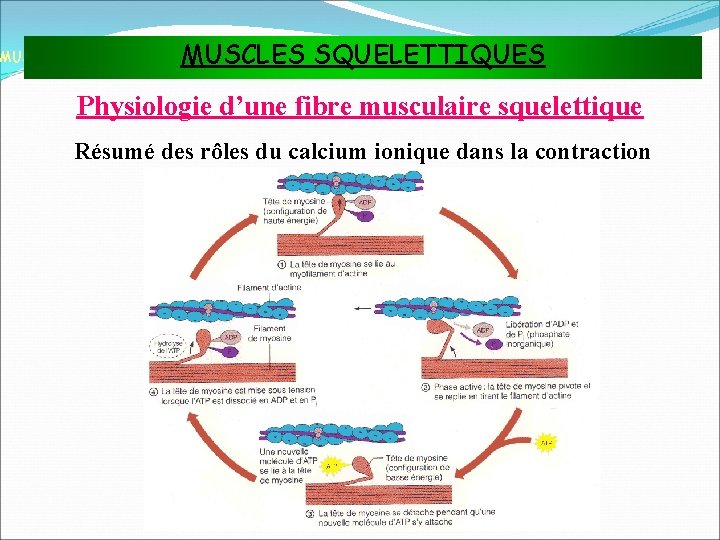 MUSCLES SQUELETTIQUES MUSCLES ET TISSU MUSCULAIRE Physiologie d’une fibre musculaire squelettique Résumé des rôles