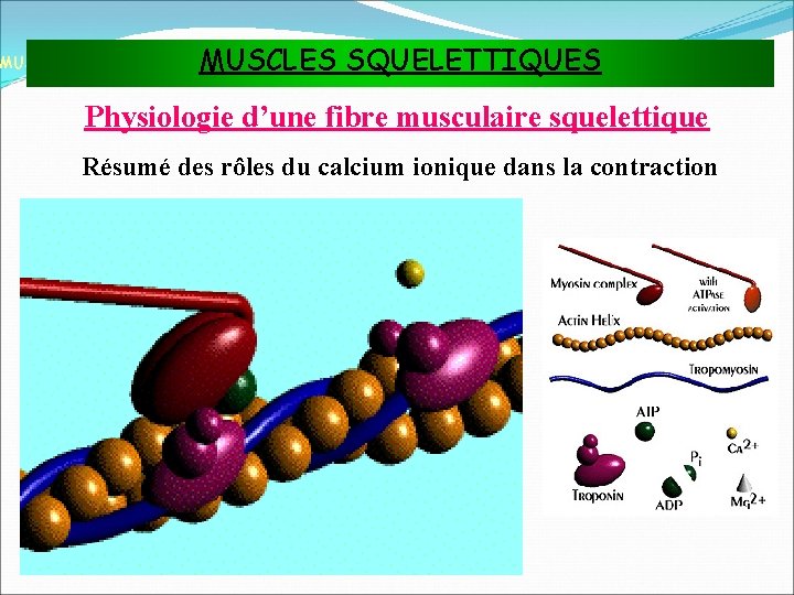 MUSCLES SQUELETTIQUES MUSCLES ET TISSU MUSCULAIRE Physiologie d’une fibre musculaire squelettique Résumé des rôles