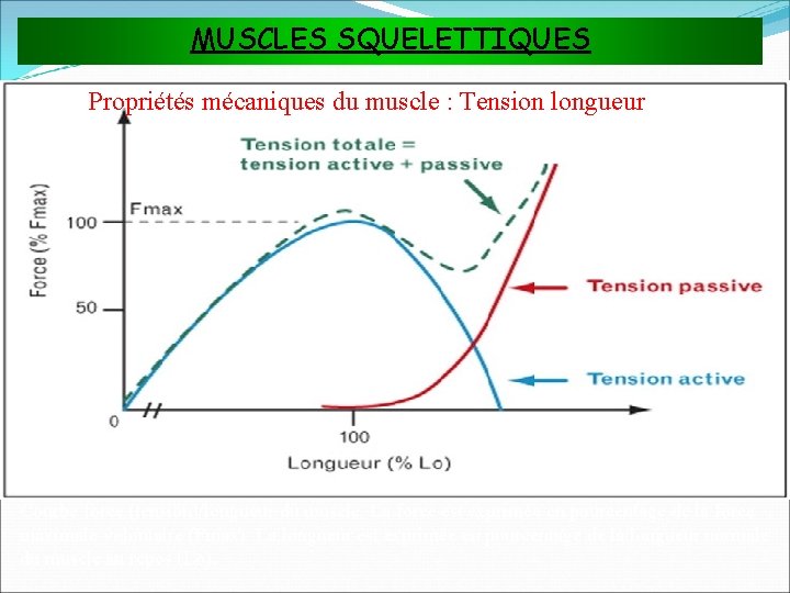 MUSCLES SQUELETTIQUES Propriétés mécaniques du muscle : Tension longueur Courbe force (tension)/longueur du muscle.