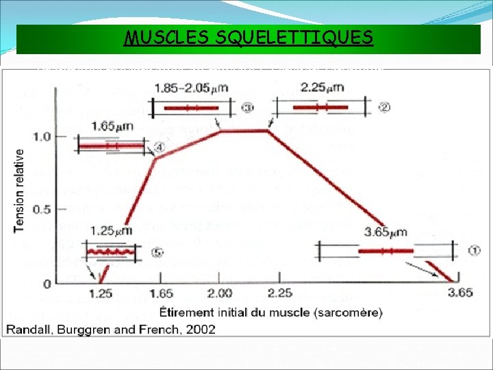 MUSCLES SQUELETTIQUES Propriétés mécaniques du muscle : Tension longueur Type : JPG 