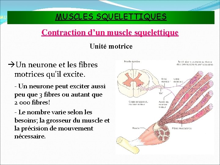 MUSCLES SQUELETTIQUES MUSCLES ET TISSU MUSCULAIRE Contraction d’un muscle squelettique Unité motrice Un neurone