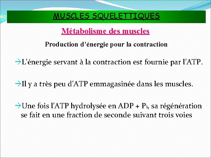 MUSCLES SQUELETTIQUES MUSCLES ET TISSU MUSCULAIRE Métabolisme des muscles Production d’énergie pour la contraction