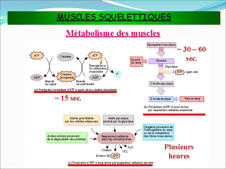 MUSCLES SQUELETTIQUES MUSCLES ET TISSU MUSCULAIRE Métabolisme des muscles ~ 30 – 60 sec.