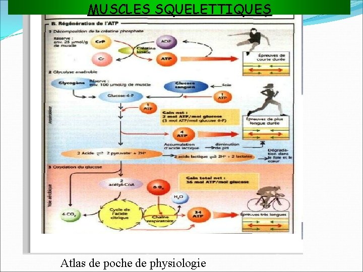 MUSCLES SQUELETTIQUES Atlas de poche de physiologie 