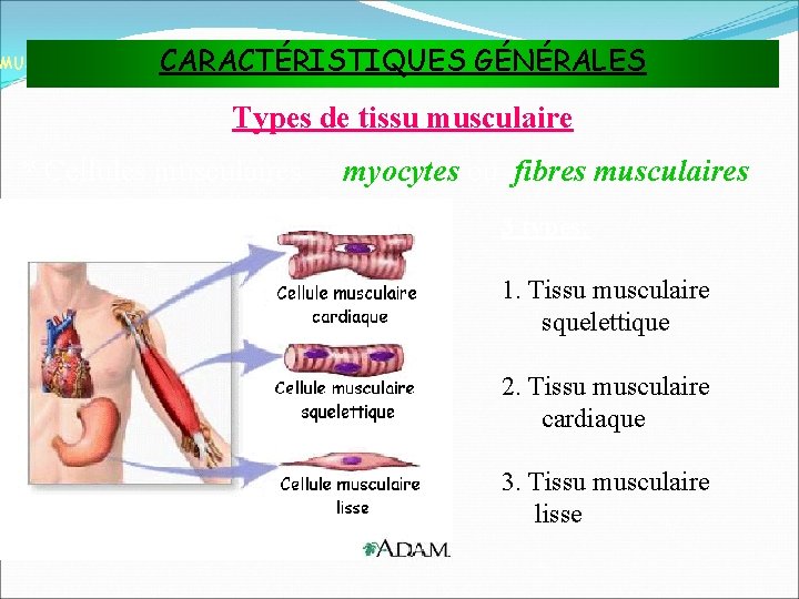 CARACTÉRISTIQUES GÉNÉRALES MUSCLES ET TISSU MUSCULAIRE Types de tissu musculaire * Cellules musculaires =